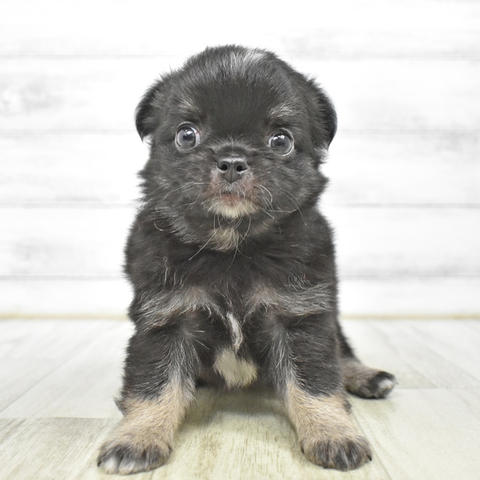 千葉県のチワワ(ロング) (犬の家＆猫の里ワンズモール稲毛店/2025年6月10日生まれ/男の子/ブラックタンホワイト)の子犬の2枚目の画像