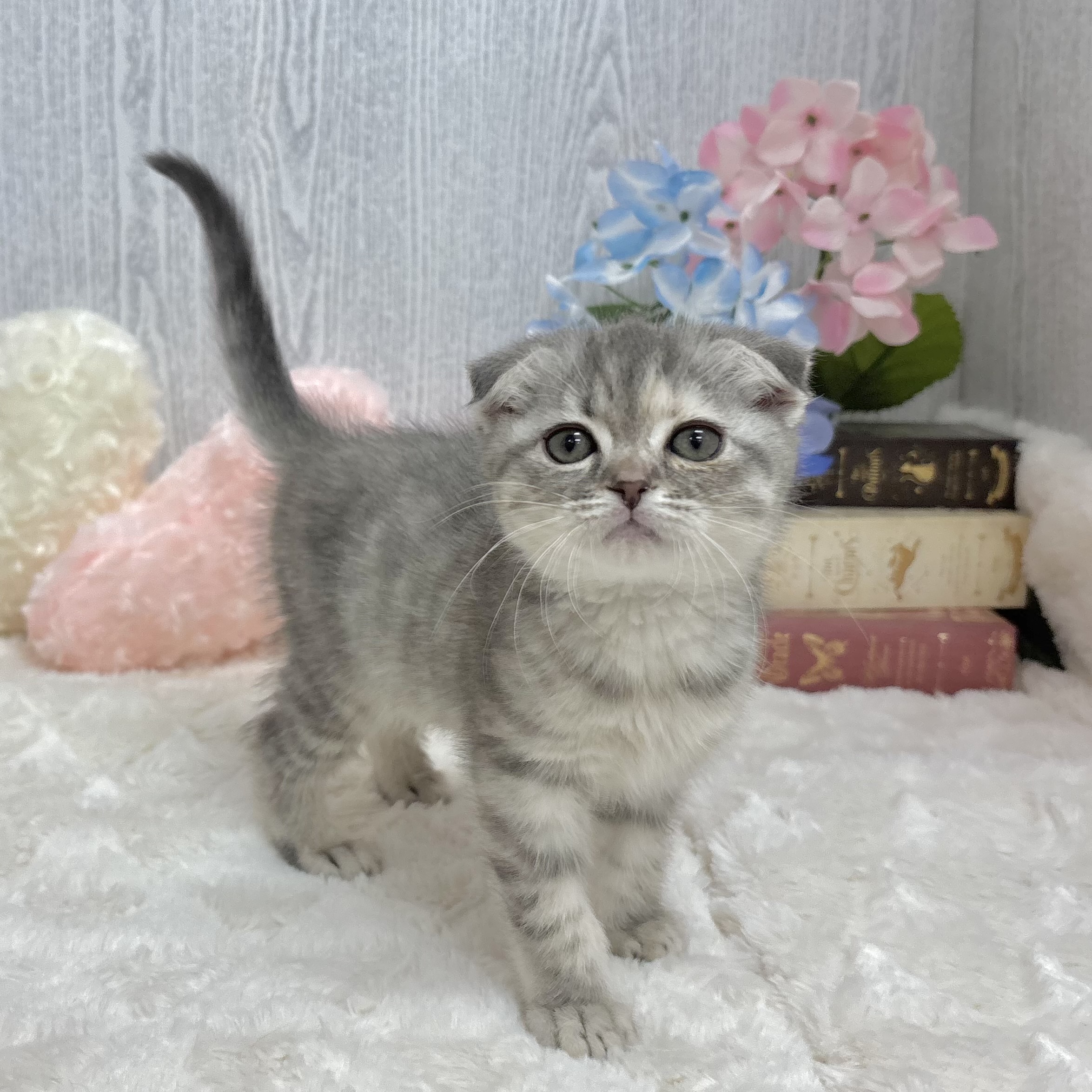 神奈川県のスコティッシュフォールド (犬の家＆猫の里相模原店/2025年6月9日生まれ/女の子/ブルータビー)の子猫の2枚目の画像