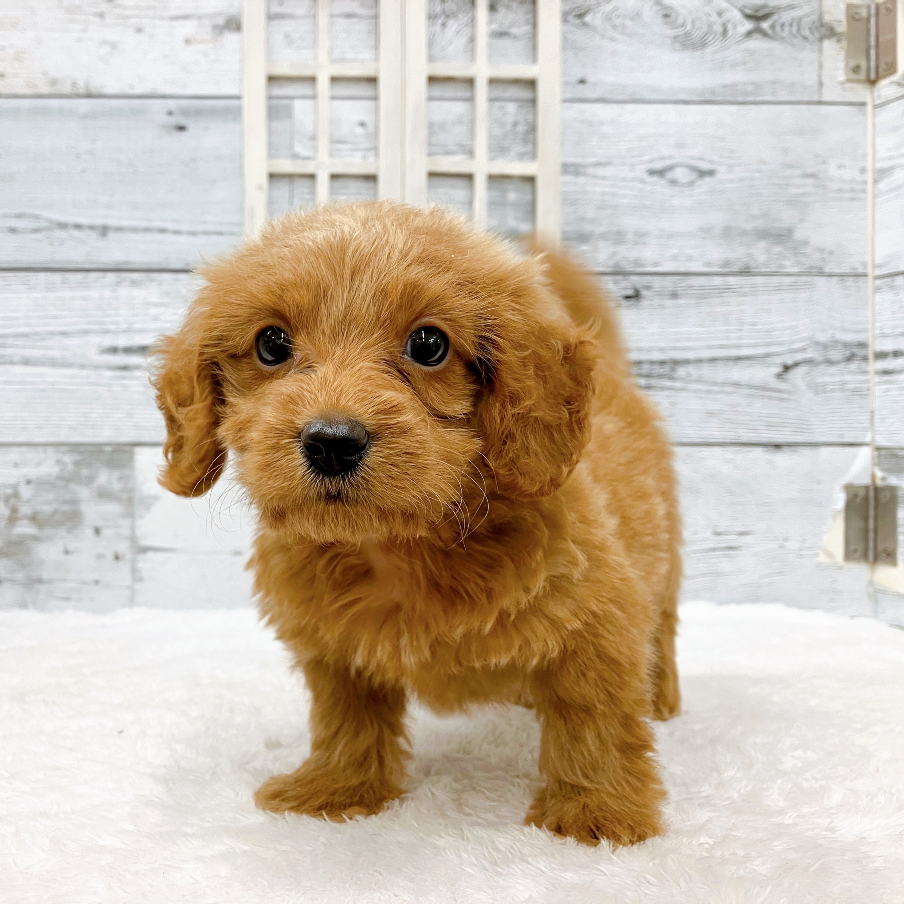 石川県のダップー(ダックス×プードル) (犬の家＆猫の里アミーゴ金沢おこばた店/2025年6月9日生まれ/男の子/レッド)の子犬の1枚目の画像