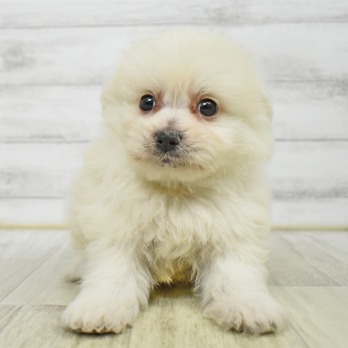 静岡県のポメビション(ポメラニアン×ビションフリーゼ) (犬の家＆猫の里藤枝店/2025年6月9日生まれ/男の子/クリーム)の子犬の3枚目の画像