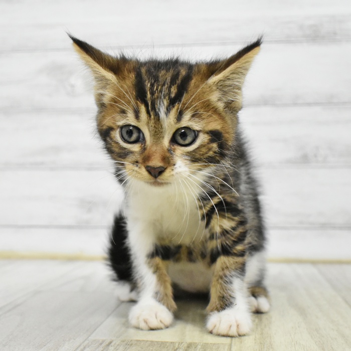 静岡県のジェネッタ (犬の家＆猫の里MEGAドン・キホーテ袋井店/2025年6月10日生まれ/女の子/ブラウンタビーホワイト)の子猫の4枚目の画像