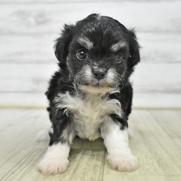 長野県のハーフ犬・ミックス犬 (犬の家＆猫の里長野店/2025年6月8日生まれ/女の子/ブラックタンホワイト)の子犬の4枚目の画像