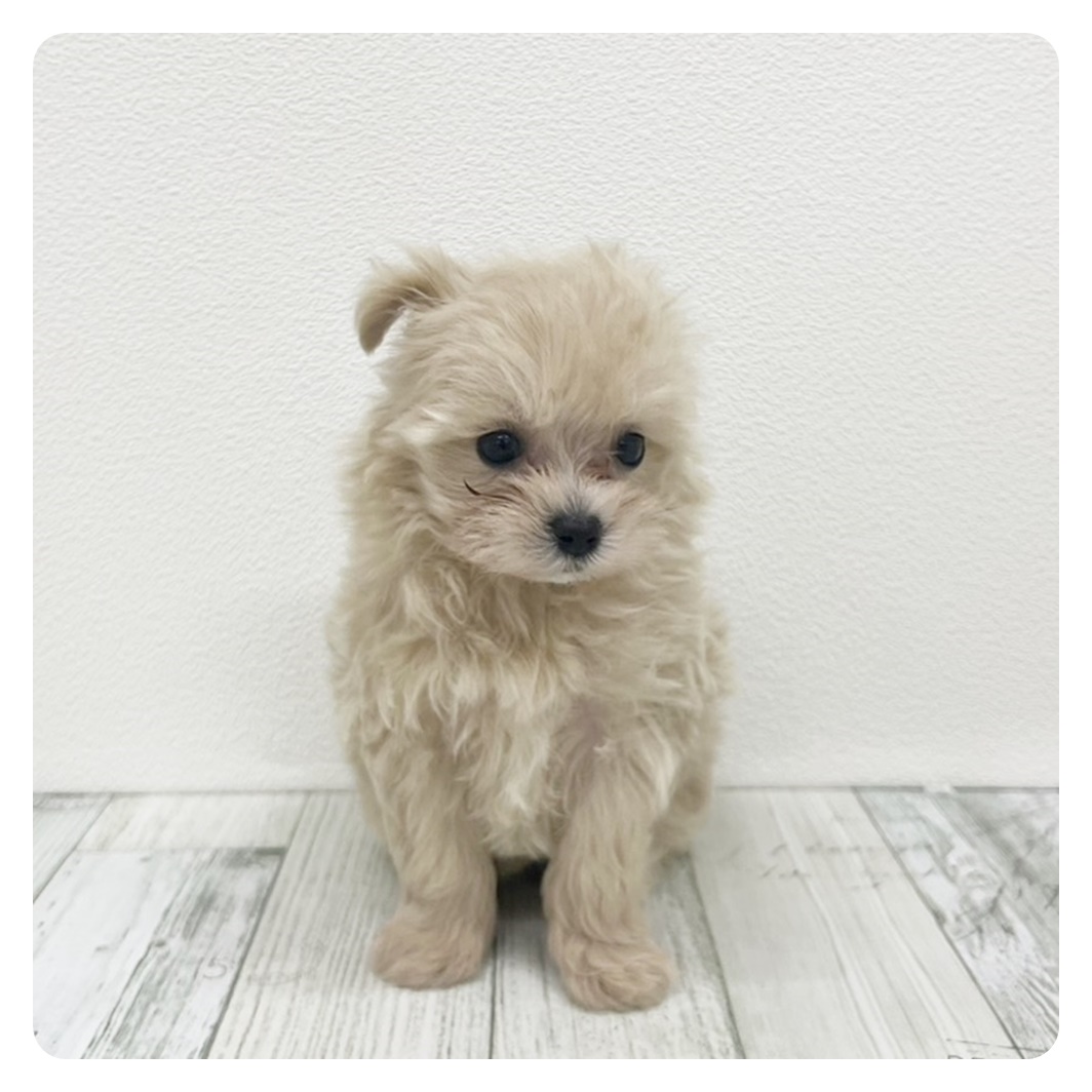 福岡県のマルプー(マルチーズ×プードル) (犬の家＆猫の里シュロアモール筑紫野店/2025年5月31日生まれ/女の子/アプリコット)の子犬