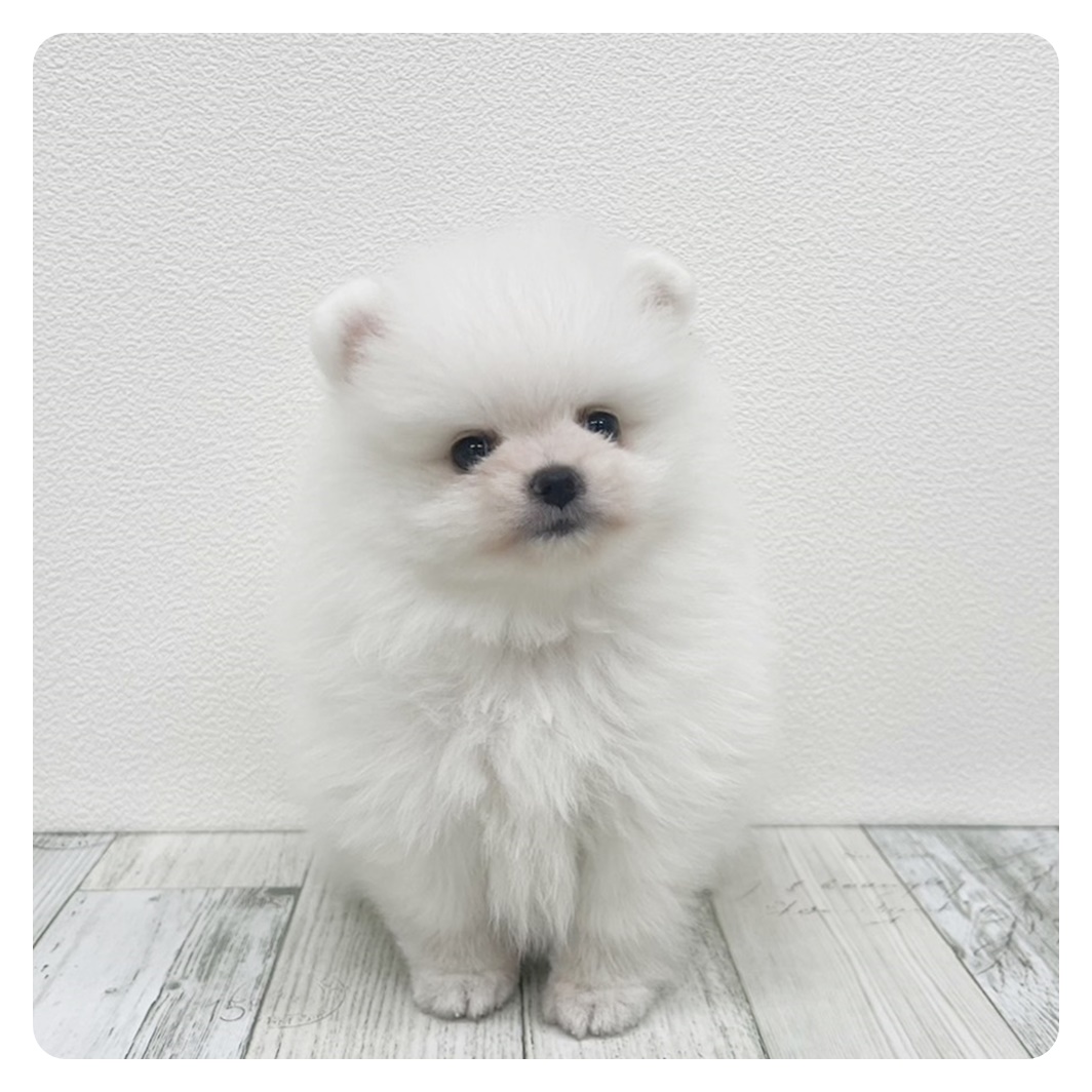 福岡県のポメラニアン (犬の家＆猫の里トリアス久山店/2025年6月8日生まれ/男の子/ホワイト)の子犬