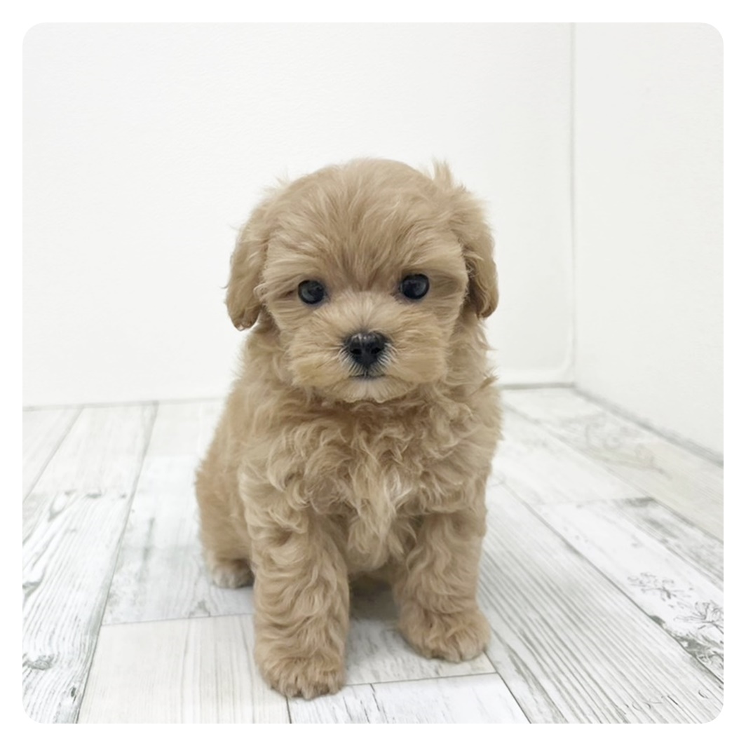 福岡県のマルプー(マルチーズ×プードル) (犬の家＆猫の里トリアス久山店/2025年6月8日生まれ/男の子/アプリコット)の子犬