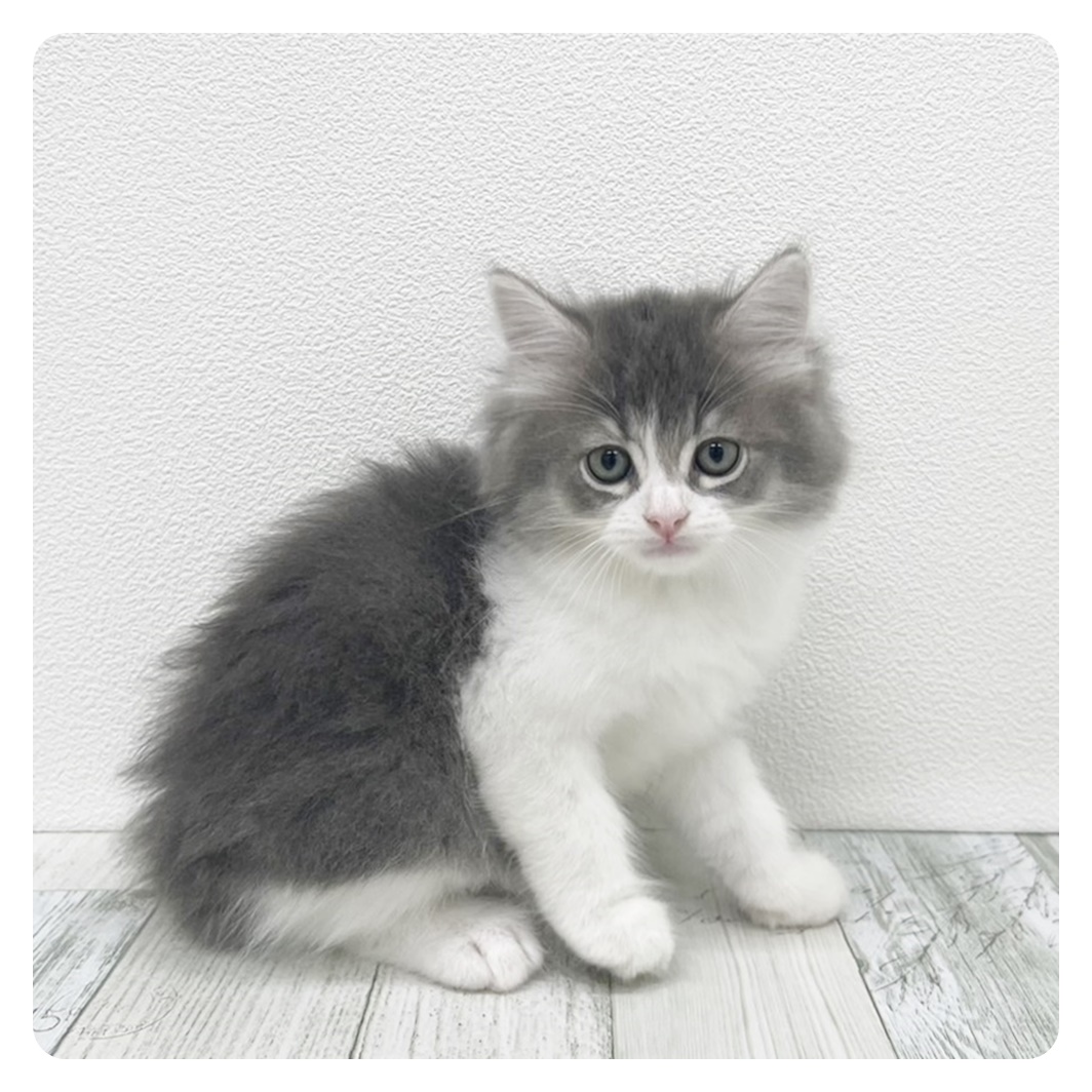 福岡県のサイベリアン (犬の家＆猫の里トリアス久山店/2025年6月8日生まれ/男の子/ブルータビーホワイト)の子猫