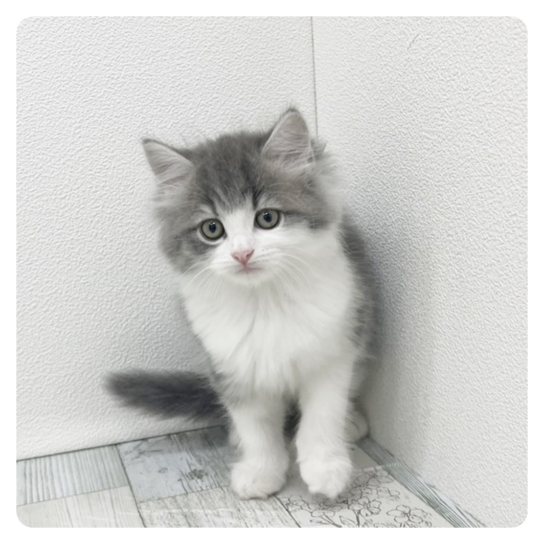 福岡県のサイベリアン (犬の家＆猫の里シュロアモール筑紫野店/2025年6月8日生まれ/男の子/ブルータビーホワイト)の子猫