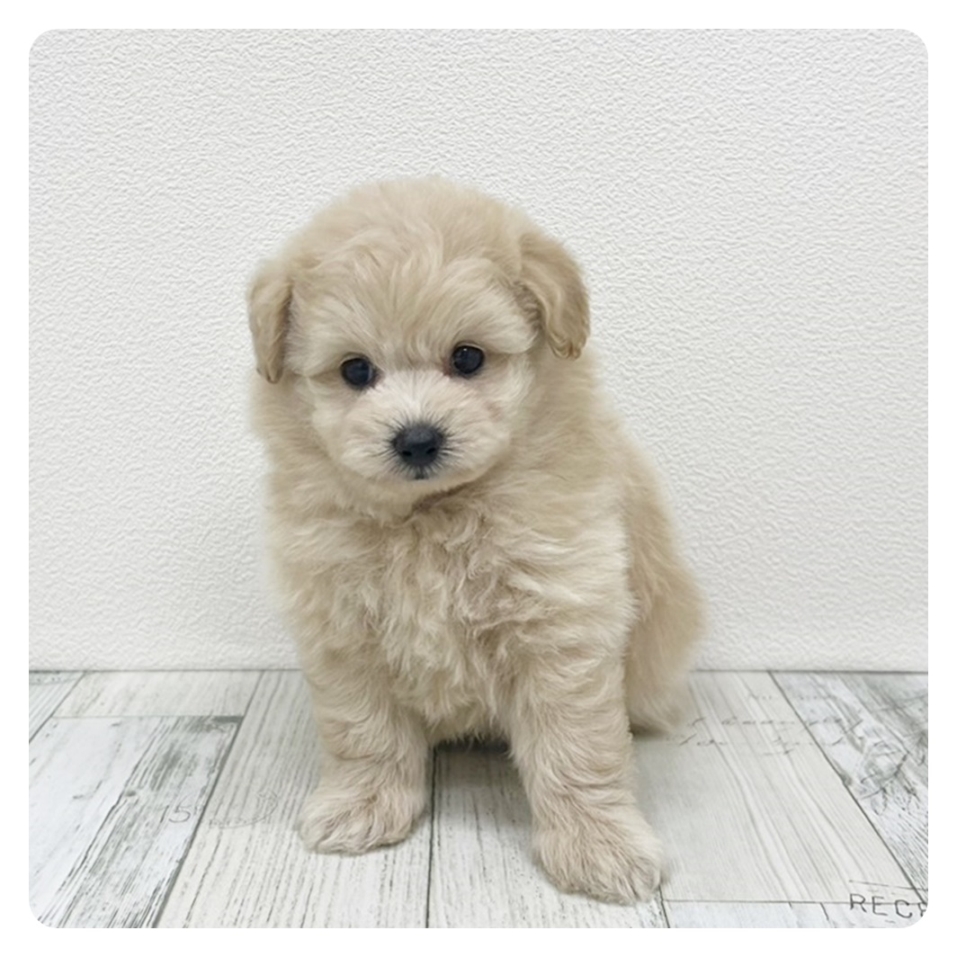 福岡県のポメプー(ポメラニアン×プードル) (犬の家＆猫の里トリアス久山店/2025年6月7日生まれ/男の子/クリーム)の子犬の4枚目の画像