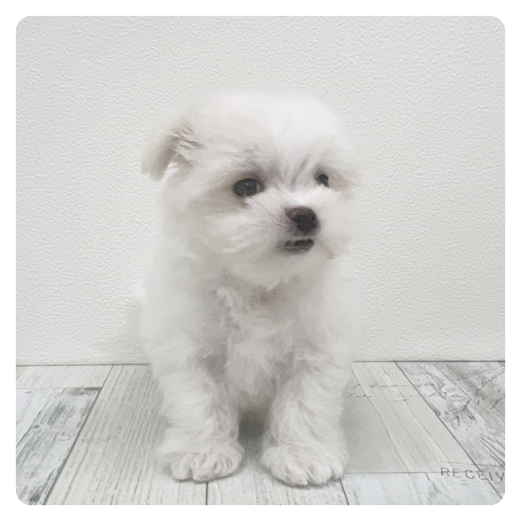 福岡県のマルチーズ (犬の家＆猫の里シュロアモール筑紫野店/2025年6月5日生まれ/男の子/ホワイト)の子犬