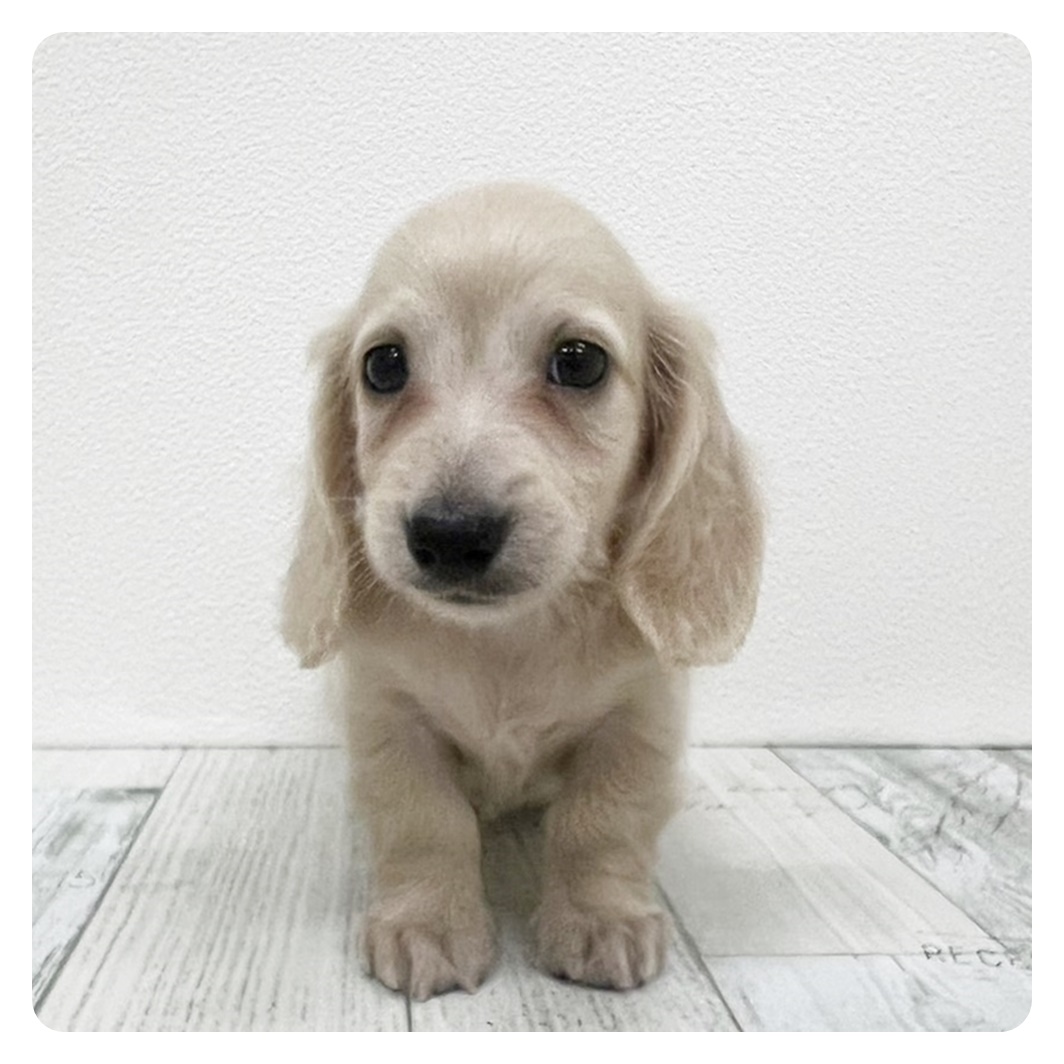 福岡県のミニチュアダックスフンド(ロング) (犬の家＆猫の里トリアス久山店/2025年6月9日生まれ/男の子/イエロー)の子犬