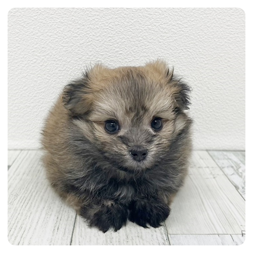福岡県のポメマル/マルポメ(ポメラニアン×マルチーズ) (犬の家＆猫の里トリアス久山店/2025年6月10日生まれ/男の子/オレンジセーブル)の子犬