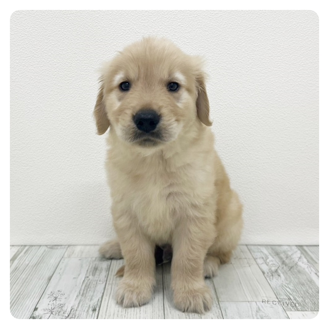 福岡県のゴールデンレトリバー (犬の家＆猫の里シュロアモール筑紫野店/2025年6月10日生まれ/男の子/ゴールデン)の子犬