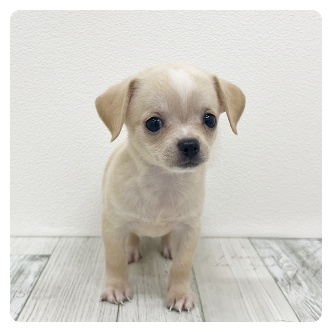 福岡県のチワワ(スムース) (犬の家＆猫の里トリアス久山店/2025年6月10日生まれ/男の子/クリームホワイト)の子犬の2枚目の画像