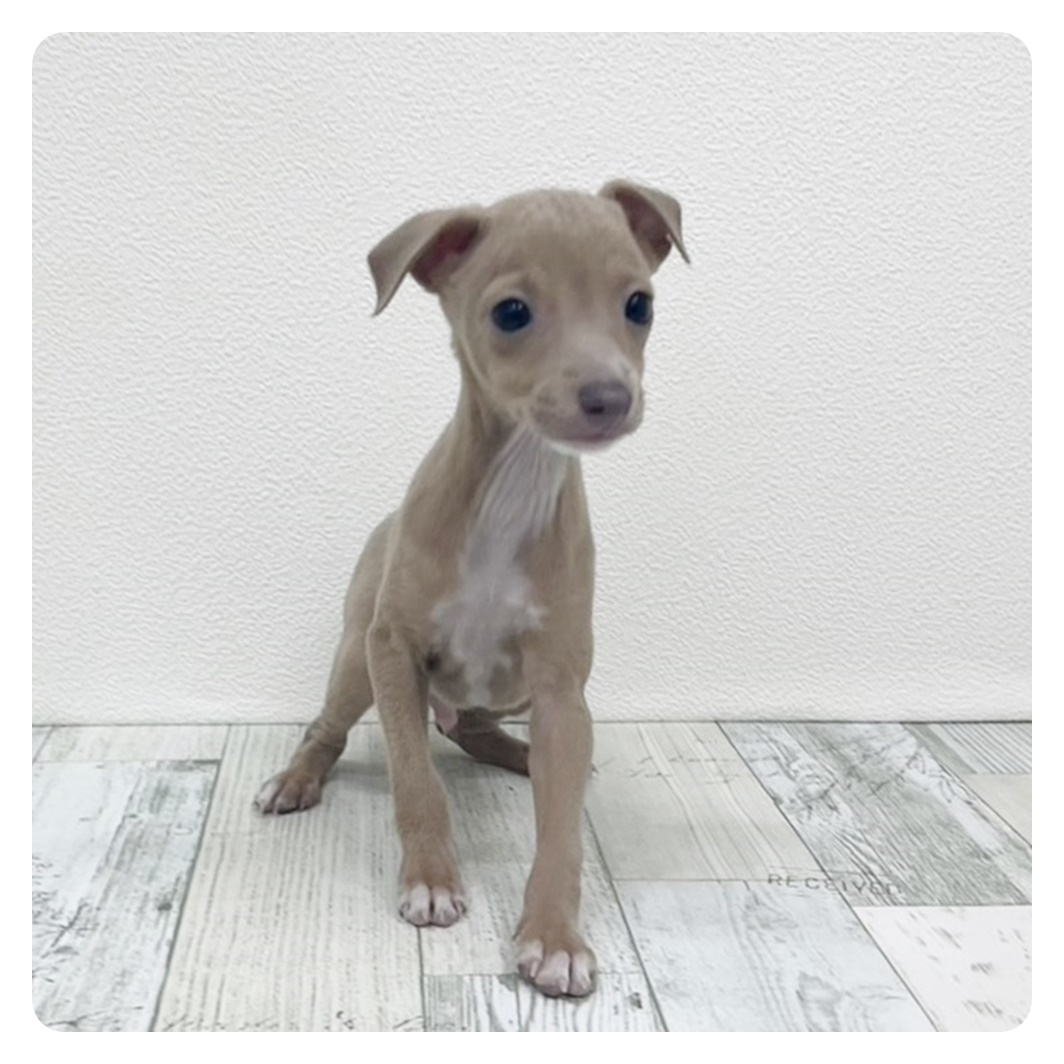 福岡県のイタリアングレーハウンド (犬の家＆猫の里トリアス久山店/2025年6月7日生まれ/男の子/フォーンホワイト)の子犬