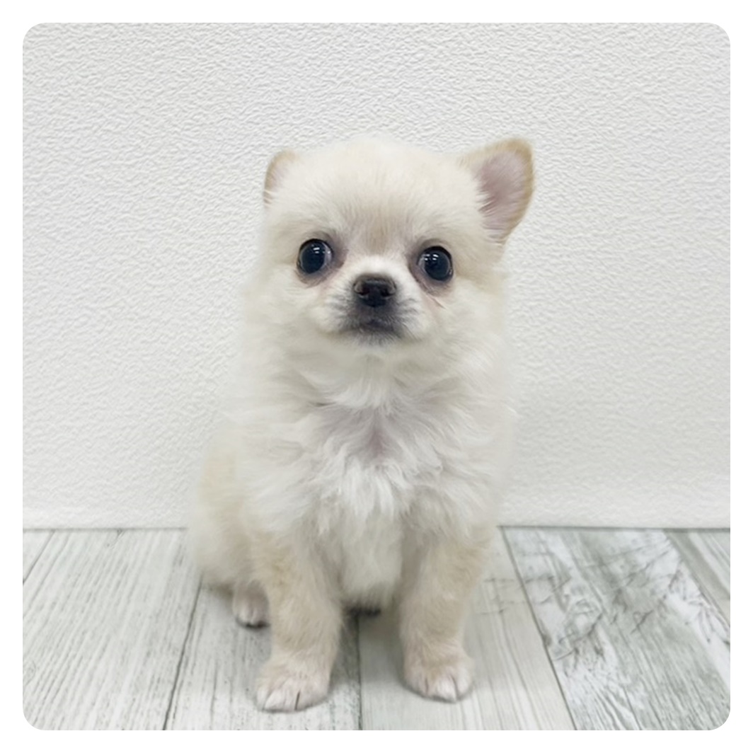 福岡県のチワワ(ロング) (犬の家＆猫の里シュロアモール筑紫野店/2025年6月9日生まれ/男の子/クリーム)の子犬