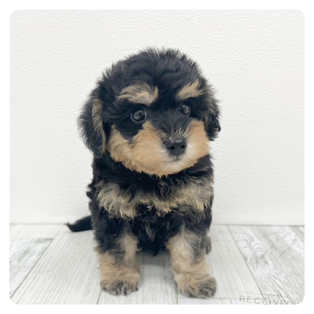 福岡県のシュナプー(シュナウザー×プードル) (犬の家＆猫の里トリアス久山店/2025年6月9日生まれ/男の子/ブラックタン)の子犬