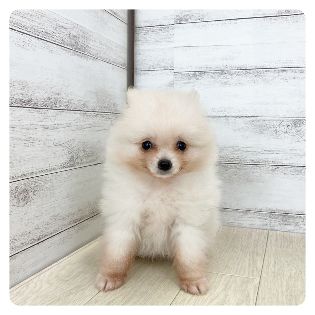 福井県のポメラニアン (犬の家＆猫の里アミーゴ福井大和田店/2025年6月10日生まれ/男の子/クリーム)の子犬