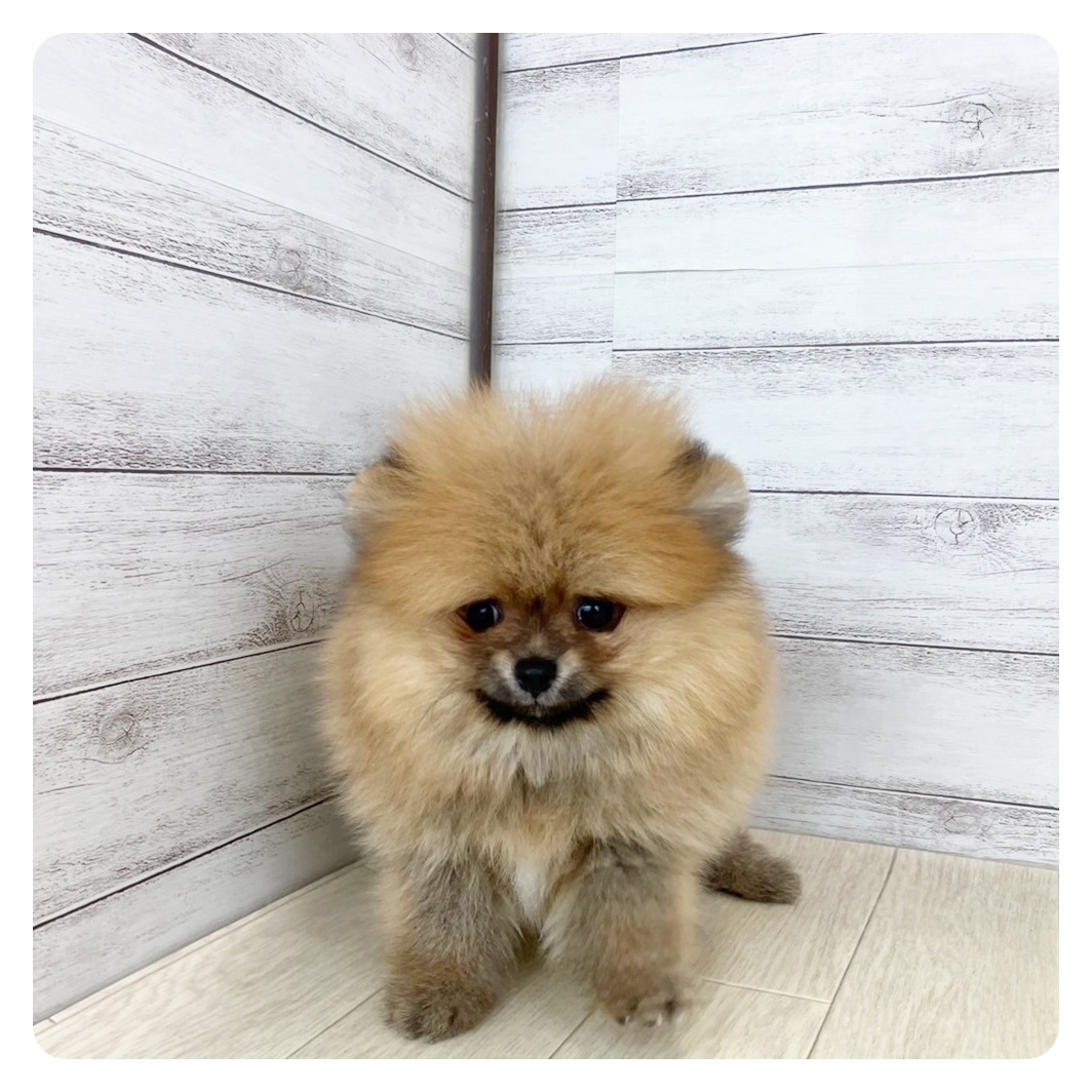 大阪府のポメラニアン (犬の家＆猫の里そよら東岸和田店/2025年6月11日生まれ/男の子/オレンジ)の子犬