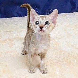 愛知県のシンガプーラ (犬の家＆猫の里一宮店/2025年6月9日生まれ/男の子/セピアアグーティ)の子猫の1枚目の画像