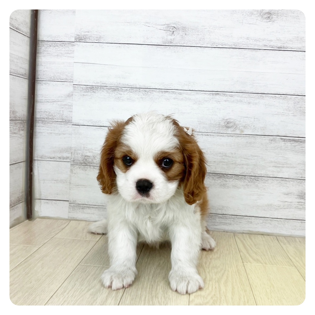 大阪府のキャバリアキングチャールズスパニエル (犬の家＆猫の里吹田店/2025年6月11日生まれ/男の子/ブレンハイム)の子犬の2枚目の画像