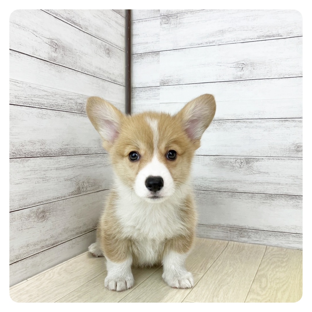 石川県のウェルシュコーギーペンブローク (犬の家＆猫の里アミーゴ金沢有松店/2025年6月8日生まれ/男の子/レッドホワイト)の子犬の3枚目の画像