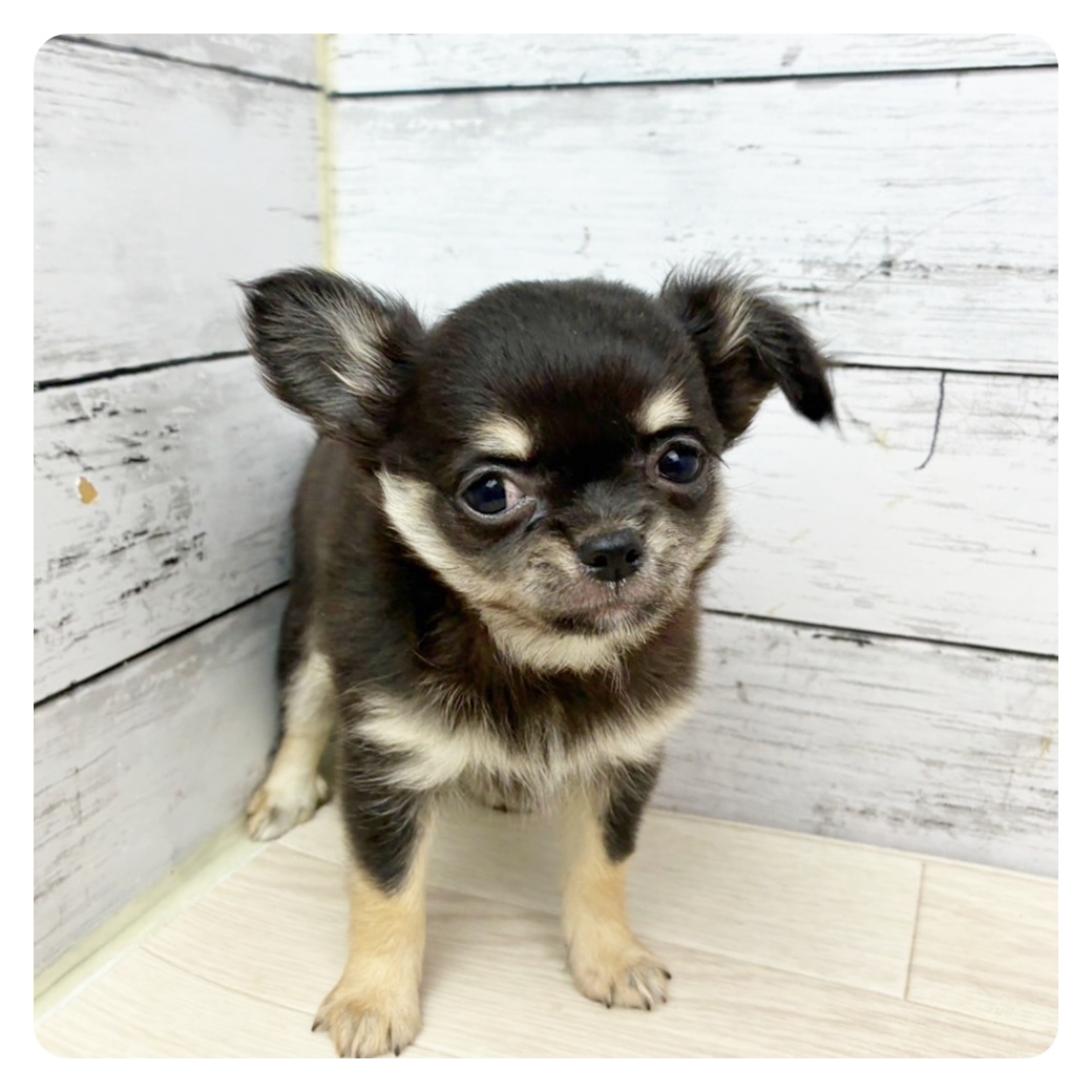 兵庫県のチワワ(ロング) (犬の家＆猫の里川西店/2025年6月9日生まれ/女の子/ブラックタンホワイト)の子犬の2枚目の画像
