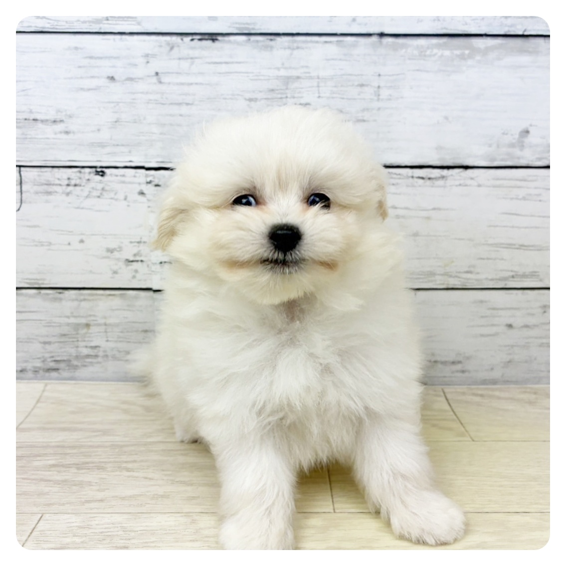 大阪府のポメプー(ポメラニアン×プードル) (犬の家＆猫の里吹田店/2025年6月9日生まれ/男の子/ホワイト)の子犬の2枚目の画像