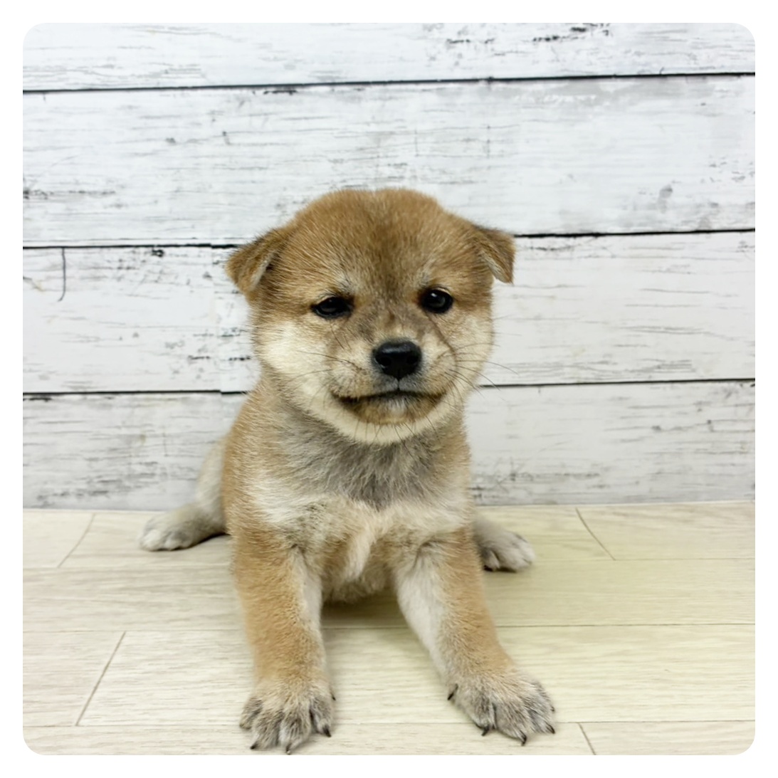 滋賀県の柴犬(標準サイズ) (犬の家＆猫の里近江八幡店/2025年6月12日生まれ/女の子/赤)の子犬