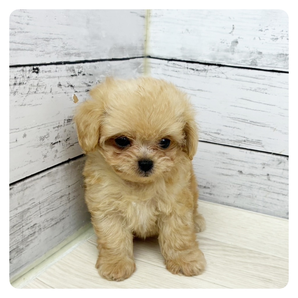 ハーフ犬男の子の写真