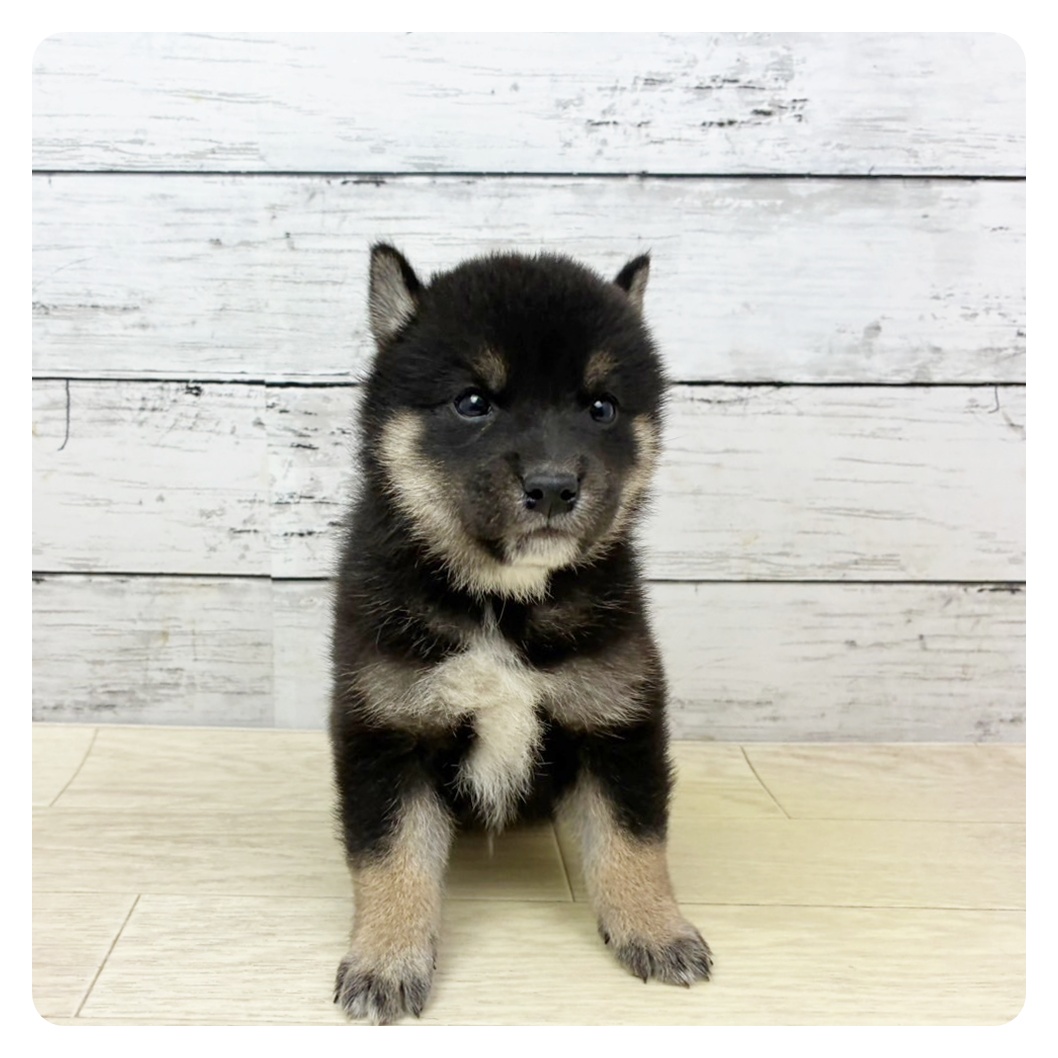 滋賀県の柴犬(標準サイズ) (犬の家＆猫の里近江八幡店/2025年6月7日生まれ/男の子/黒)の子犬