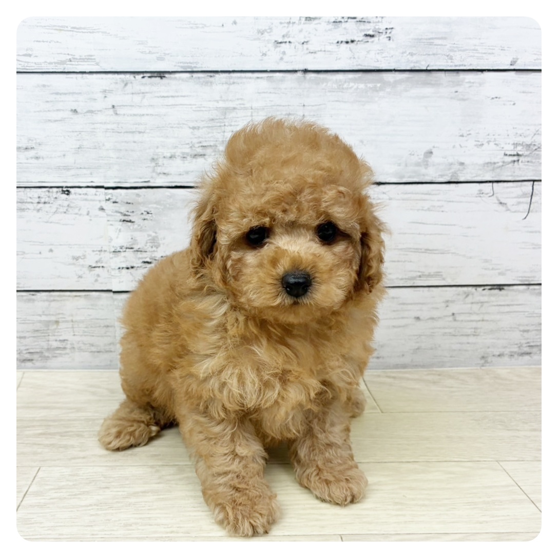 岡山県のトイプードル(トイ) (犬の家＆猫の里倉敷店/2025年6月10日生まれ/男の子/レッドフォーン)の子犬