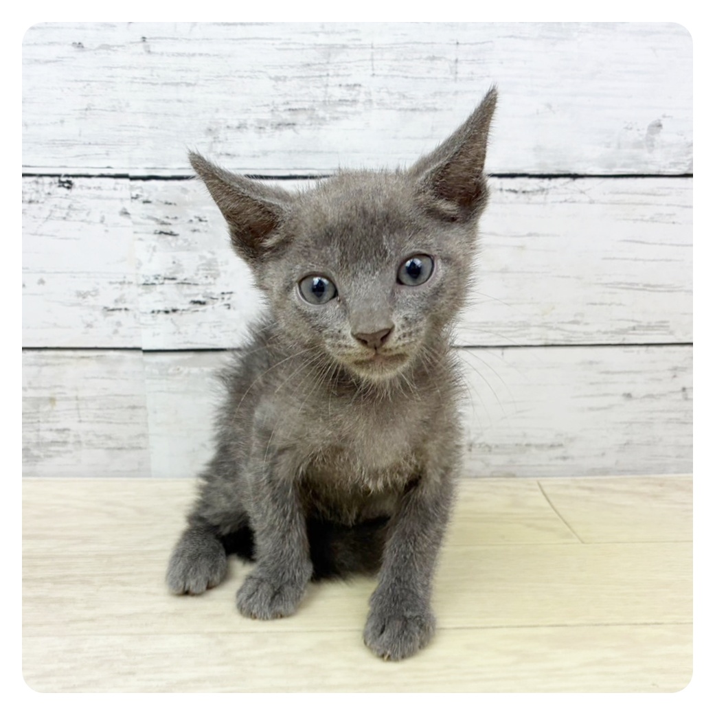 兵庫県のロシアンブルー (犬の家＆猫の里神戸店/2025年6月10日生まれ/男の子/ブルー)の子猫