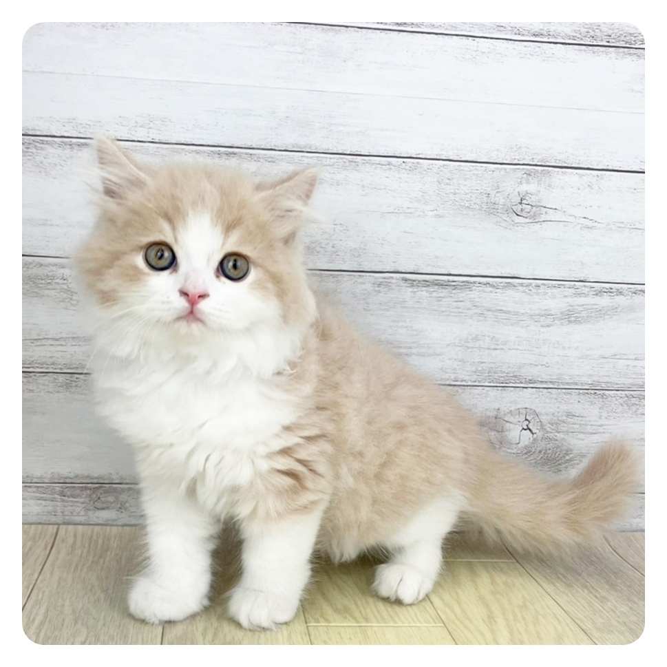 愛知県のスコティッシュフォールド (犬の家＆猫の里春日井本店/2025年6月5日生まれ/男の子/クリームタビーホワイト)の子猫