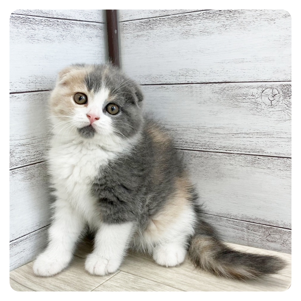 愛知県のスコティッシュフォールド (犬の家＆猫の里春日井本店/2025年6月6日生まれ/女の子/ブルーパッチドタビーホワイト)の子猫