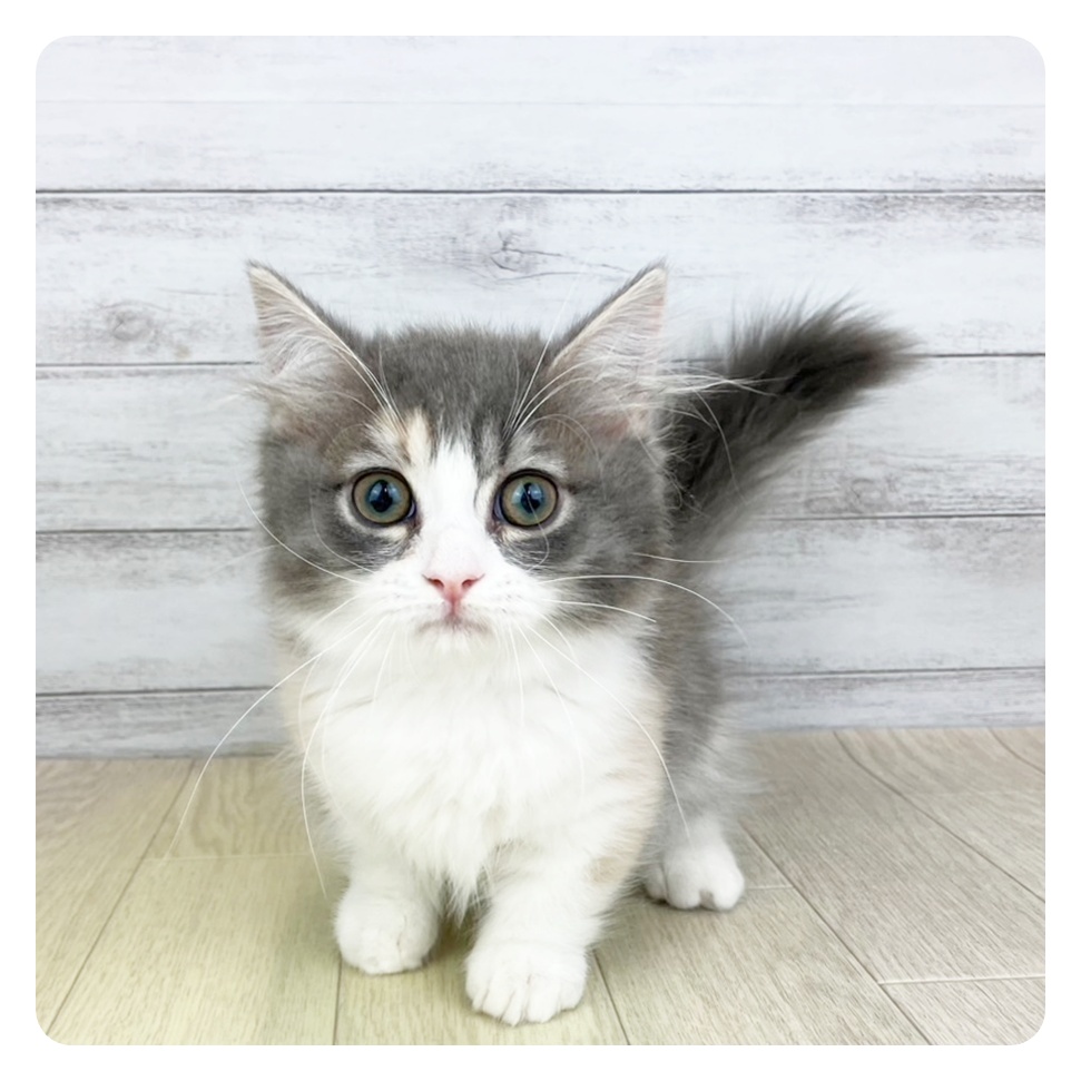 愛知県のマンチカン (犬の家＆猫の里春日井本店/2025年6月4日生まれ/女の子/ブルーパッチドタビーホワイト)の子猫