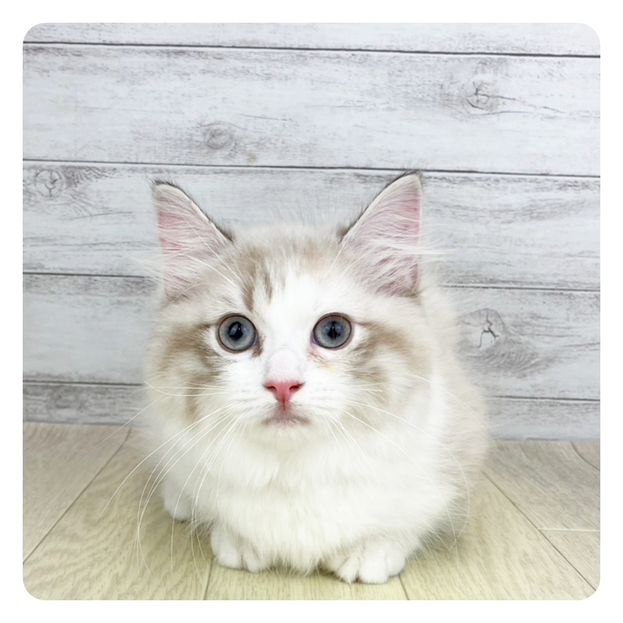 愛知県のマンチカン (犬の家＆猫の里春日井本店/2025年6月4日生まれ/女の子/トーティーリンクスポイントホワイト)の子猫
