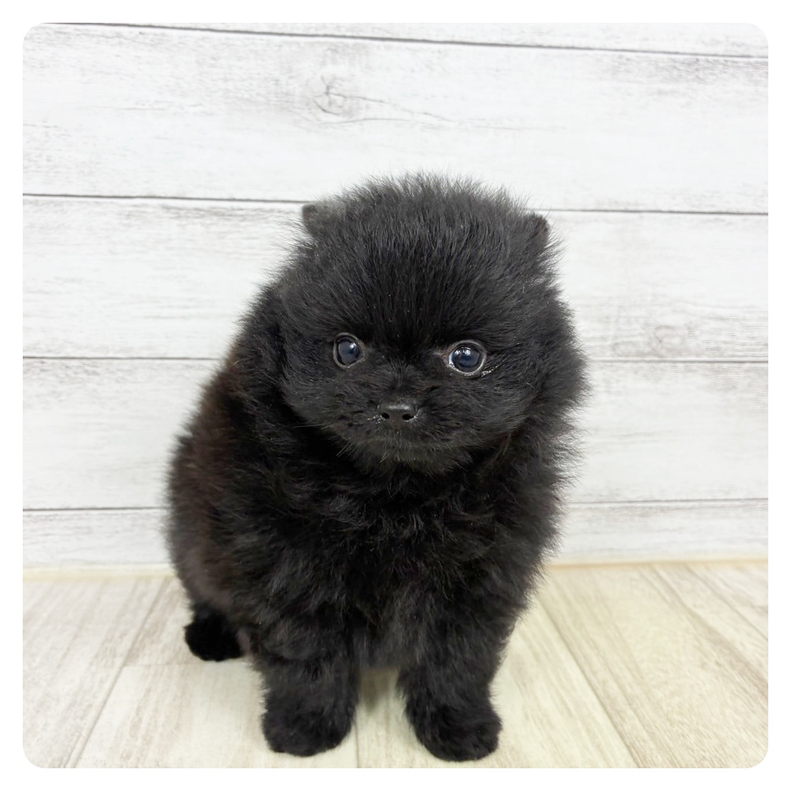 兵庫県のポメラニアン (犬の家＆猫の里川西店/2025年6月13日生まれ/男の子/ブラック)の子犬