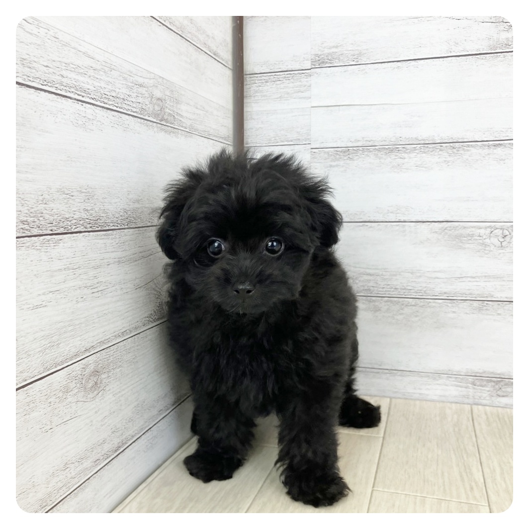 兵庫県のポメプー(ポメラニアン×プードル) (犬の家＆猫の里カナート西神戸店/2025年6月9日生まれ/女の子/ブラック)の子犬
