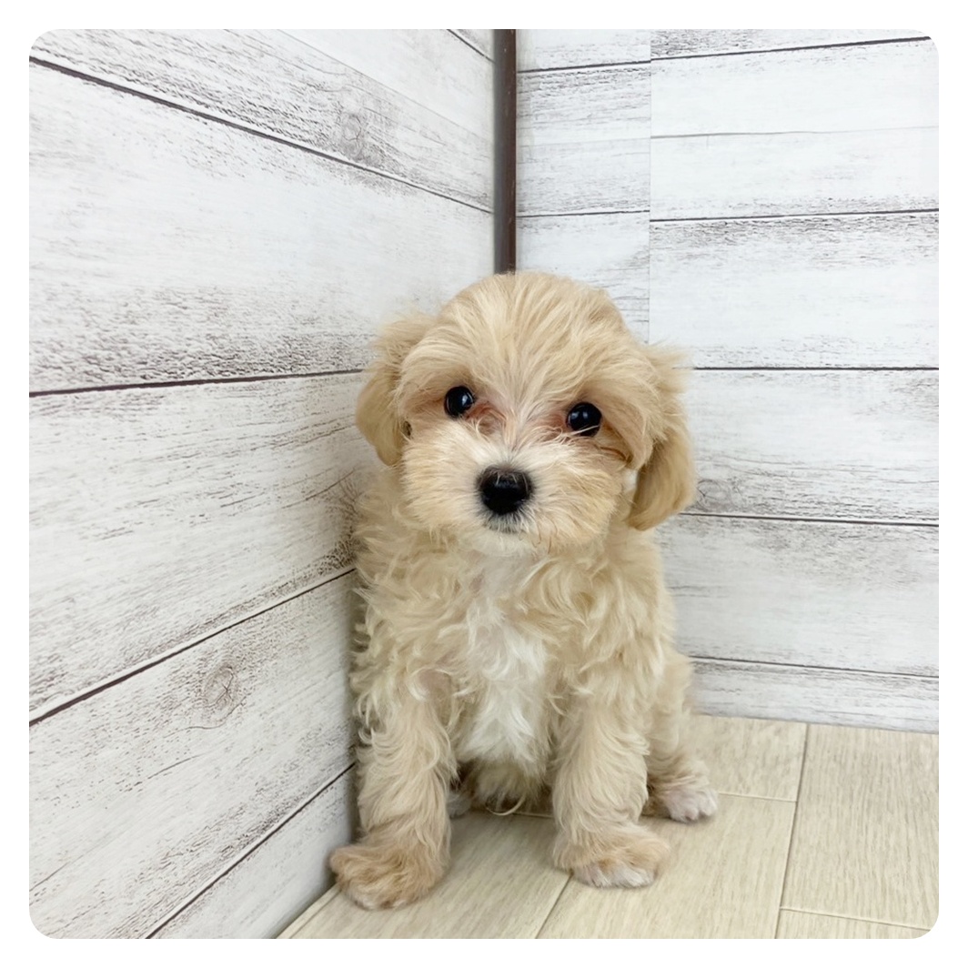 岡山県のマルプー(マルチーズ×プードル) (犬の家＆猫の里倉敷中庄店/2025年6月14日生まれ/男の子/クリームホワイト)の子犬の3枚目の画像