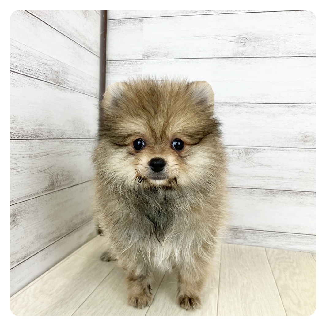 三重県のポメラニアン (犬の家＆猫の里三重桑名店/2025年6月14日生まれ/女の子/オレンジ)の子犬の2枚目の画像