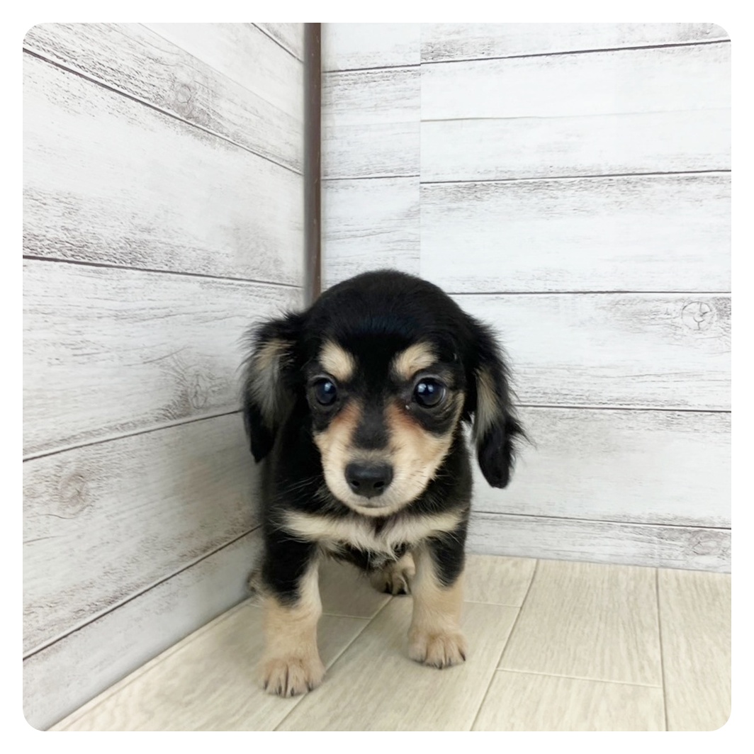 福井県のチワックス(チワワ×ダックス) (犬の家＆猫の里アミーゴ福井店/2025年6月15日生まれ/女の子/ブラッククリーム)の子犬の2枚目の画像