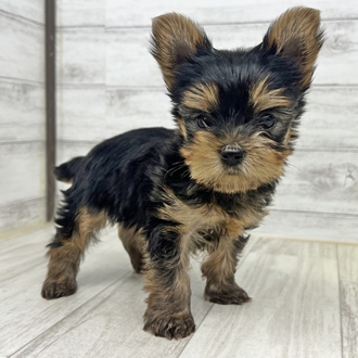兵庫県のヨークシャーテリア (犬の家＆猫の里川西店/2025年6月5日生まれ/男の子/スチールブルータン)の子犬