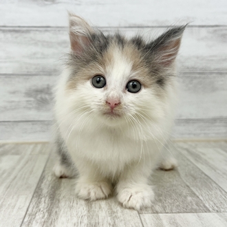 福岡県のノルウェージャンフォレストキャット (犬の家＆猫の里トリアス久山店/2025年6月15日生まれ/女の子/ダイリュートキャリコ)の子猫