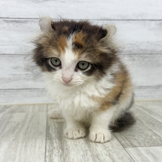 兵庫県のアメリカンカール (犬の家＆猫の里神戸店/2025年6月8日生まれ/女の子/キャリコ)の子猫
