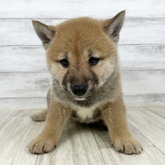 兵庫県の柴犬(標準サイズ) (犬の家＆猫の里ゆめタウン姫路店/2025年6月15日生まれ/女の子/赤)の子犬