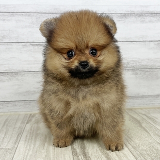 兵庫県のポメラニアン (犬の家＆猫の里川西店/2025年6月13日生まれ/女の子/オレンジ)の子犬