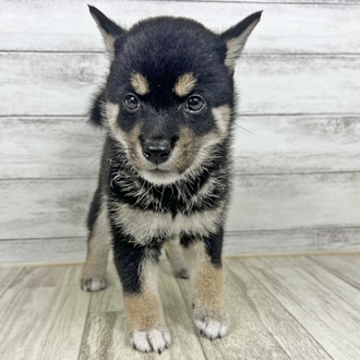 兵庫県の豆柴 (犬の家＆猫の里川西店/2025年6月14日生まれ/女の子/黒)の子犬