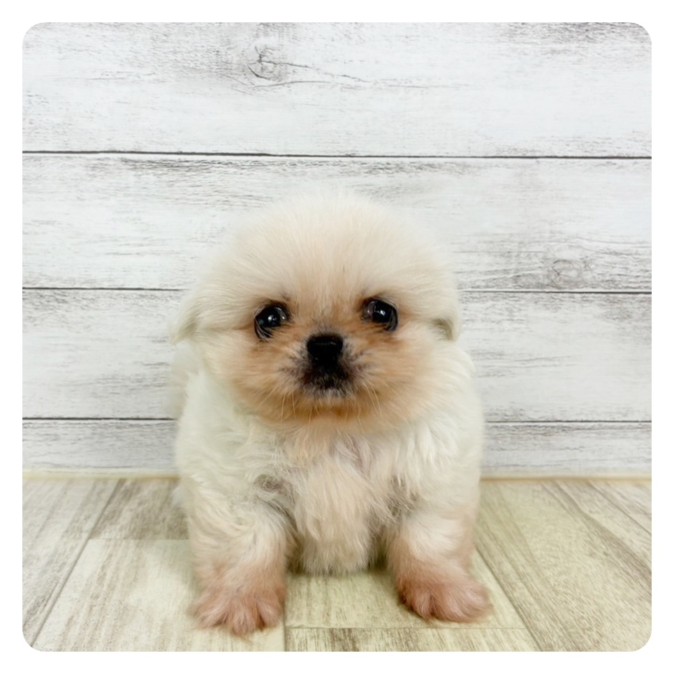 兵庫県のペキニーズ (犬の家＆猫の里川西店/2025年6月15日生まれ/男の子/ホワイト)の子犬