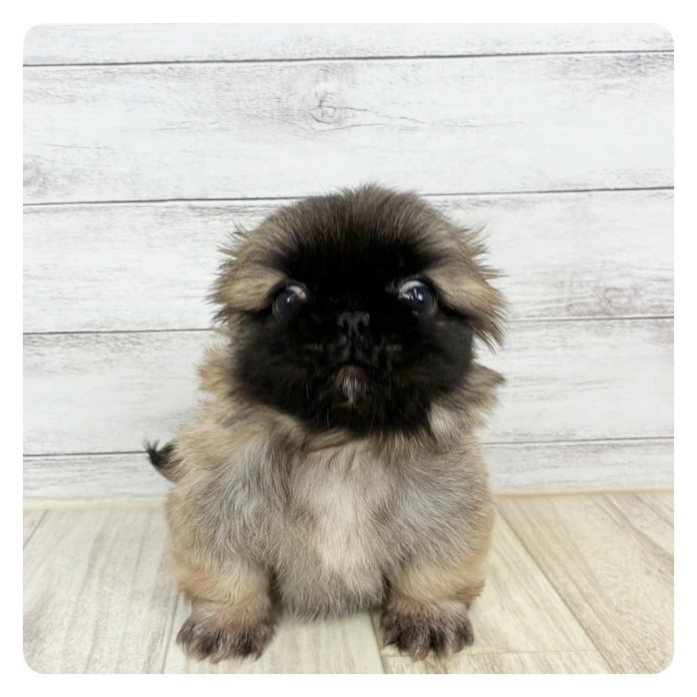兵庫県のペキニーズ (犬の家＆猫の里神戸店/2025年6月15日生まれ/男の子/フォーン)の子犬