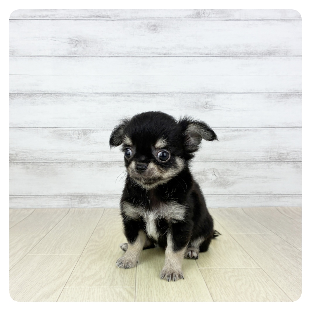 愛知県のチワワ(ロング) (犬の家＆猫の里春日井本店/2025年6月13日生まれ/男の子/ブラックタンホワイト)の子犬